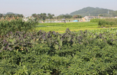 菜地難種、施肥低效、薊馬高發(fā)，咋辦？這里有高招！