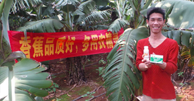 差距這么大， 是真的嗎？ 銀農(nóng)故事匯—香蕉篇